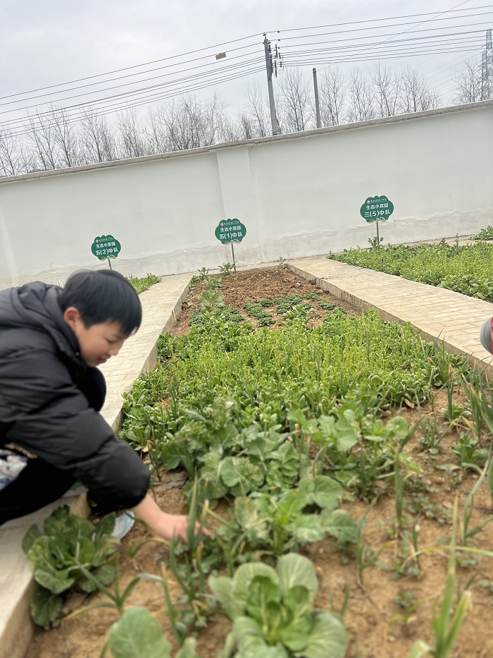 金安区毛坦厂学校举行种植园春耕活动