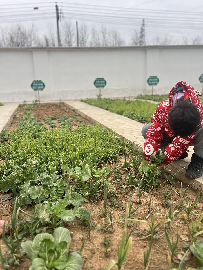 金安区毛坦厂学校举行种植园春耕活动