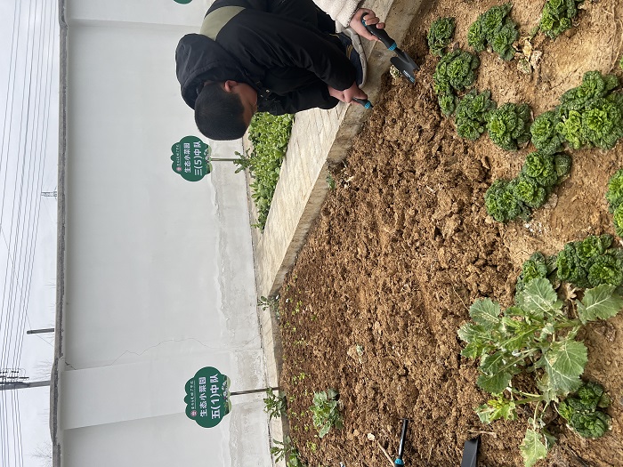 金安区毛坦厂学校举行种植园春耕活动